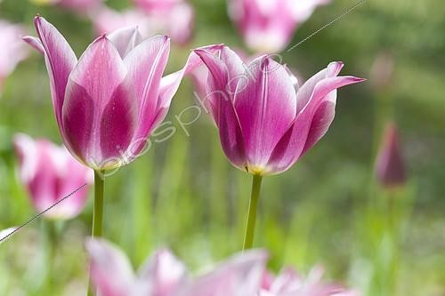 Biosphoto | 2142642 | Tulipe fleurs de lys (Tulipa sp) en fleur au printemps | &copy; Frédéric Didillon / Biosphoto