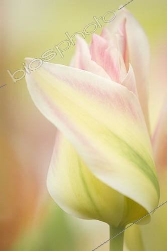 Biosphoto | 329082 | Tulipe 'Floriosa'  Lisse Pays-Bas ; Dans les jardins du Parc de Keukenhof. | &copy; Kerstin Hinze / Biosphoto