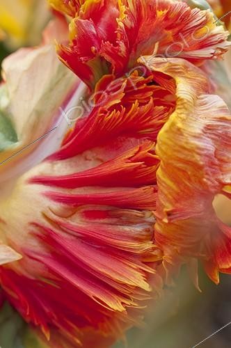 Biosphoto | 1100227 | Tulipe 'Parrot King' en fleur dans un jardin | &copy; Frédéric Didillon / Biosphoto