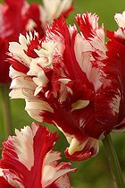 Biosphoto | 83723 | Tulipe perroquet 'Estella Rinvje' | &copy; Hervé Lenain / Biosphoto