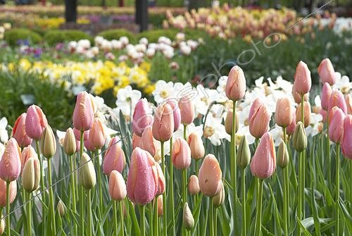 Biosphoto | 2573283 | Tulipe rose | &copy; VisionsPictures & Photography / Visions Pictures / Biosphoto