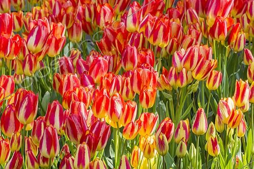 Biosphoto | 2418735 | Tulipe simple tardive 'Florette' en fleur dans un jardin | &copy; Alain Kubacsi / Biosphoto