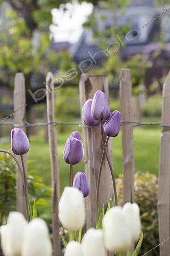 Biosphoto | 2532474 | Tulipe simple tardive, Tulipa Al Sayer | &copy; Visions Pictures / Biosphoto