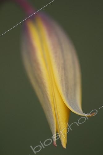 Biosphoto | 1652084 | Tulipe sylvestre en fleur au printemps Alsace France | &copy; Thierry Reminiac / Biosphoto