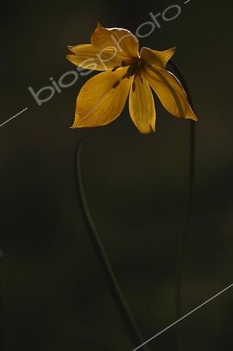 Biosphoto | 1621933 | Tulipe sylvestre en fleur au printemps en Alsace France | &copy; Thierry Reminiac / Biosphoto