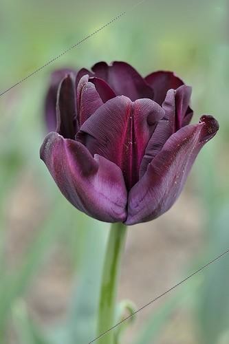Biosphoto | 1444839 | Tulipe Triomphe-Paul Scherer dans un jardin Ile de France | &copy; Claude Balcaen / Biosphoto