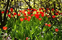 Biosphoto | 446625 | Tulipe | &copy; DIGIT images / Biosphoto