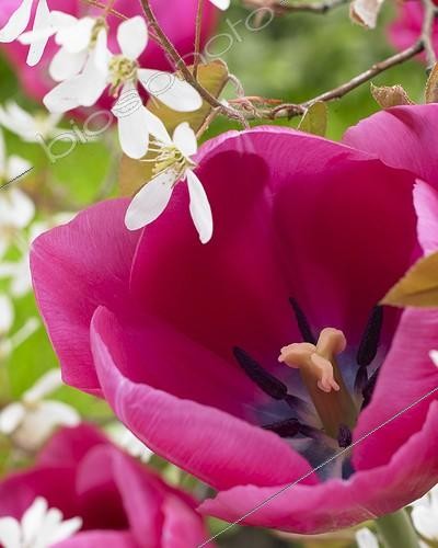 Biosphoto | 1630136 | Tulipe ; Tulipa Colorado | &copy; Visions Botanical / Visions Pictures / Biosphoto