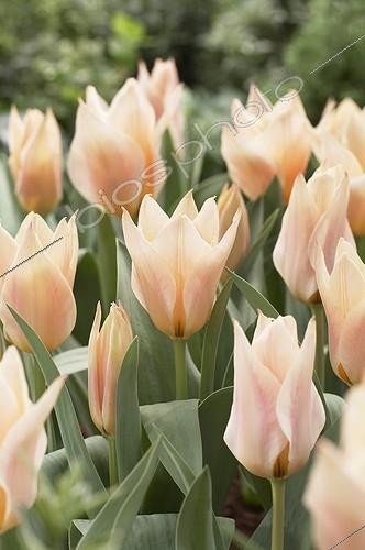 Biosphoto | 1765305 | Tulipe ; Tulipa Fur Elise | &copy; Visions Botanical / Visions Pictures / Biosphoto