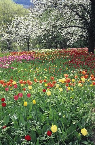 Biosphoto | 2143976 | Tulipe (Tulipa sp) et Cerisier (Prunus avium) en fleurs. Jardin de Mainau, Lac de Constance, Bade-Wurtemberg, Allemagne | &copy; Frédéric Didillon / Biosphoto