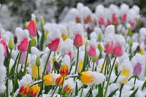 Biosphoto | 2464584 | Tulipes couvertes de neige | &copy; SPOT / imageBROKER / Biosphoto