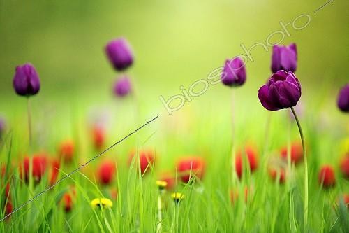 Biosphoto | 329096 | Tulipes dans une prairie Jardin Britzer Berlin Allemagne | &copy; Kerstin Hinze / Biosphoto