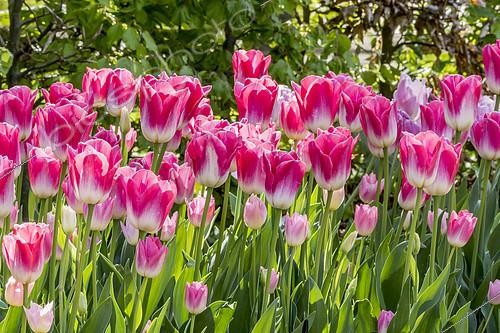 Biosphoto | 2140515 | Tulipes 'Dynasty' en fleur dans un jardin | &copy; Alain Kubacsi / Biosphoto