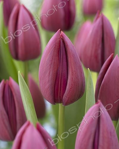 Biosphoto | 2165133 | Tulipes 'Endurance' en fleur dans un jardin | &copy; Visions Pictures / Biosphoto