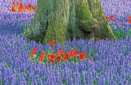 Biosphoto | 4687 | Tulipes et muscaris au pied d'un arbre Pays-Bas ; Keukenhof | &copy; Jean-Jacques Alcalay / Biosphoto