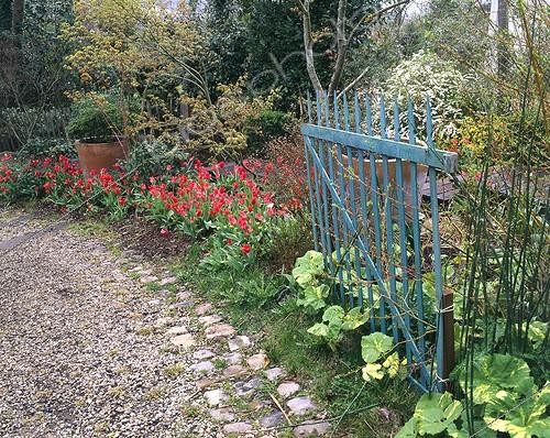 Biosphoto | 754448 | Tulipes et Pétasite 'Variegata' en bordure de jardin ; Tulipes triomphe 'Couronne d'Orange' | &copy; Alexandre Petzold / Biosphoto