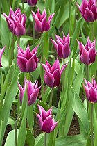 Biosphoto | 1779967 | Tulipes fleur de lys 'Maytime' dans un jardin | &copy; DIGIT images / Biosphoto