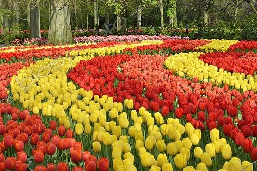 Biosphoto | 2409977 | Tulipes hybrides (Tulipa sp) à Keukenhof, Lisse, Hollande méridionale, Pays-Bas. | &copy; Erhard Nerger / imageBROKER / Biosphoto