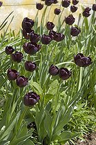 Biosphoto | 444931 | Tulipes noires | &copy; DIGIT images / Biosphoto