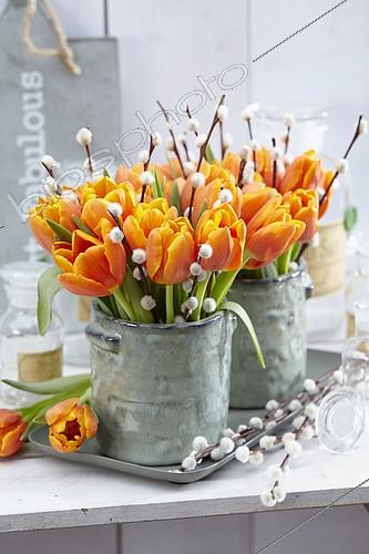 Biosphoto | 2164578 | Tulipes Pako et branches de saule | &copy; Visions Pictures / Biosphoto