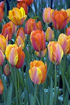 Biosphoto | 2029310 | Tulipes simples tardives 'El Nino' en fleur dans un jardin | &copy; DIGIT images / Biosphoto