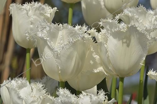 Biosphoto | 2036481 | Tulipes 'Swan Wings' en fleur dans un jardin  ; Obtenteur : Segers en 1959 | &copy; Jean-Yves Grospas / Biosphoto
