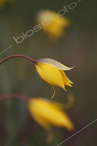 Biosphoto | 1621932 | Tulipes sylvestres en fleur au printemps en Alsace France | &copy; Thierry Reminiac / Biosphoto