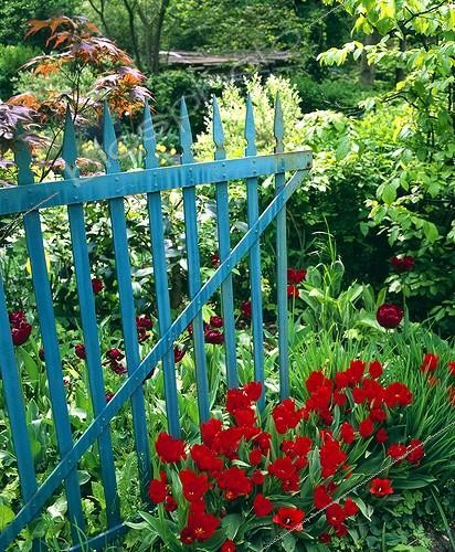 Biosphoto | 754447 | Tulips and garden barrier | &copy; Alexandre Petzold / Biosphoto