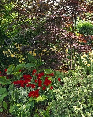 Biosphoto | 754451 | Tulips and Japanese maple 'Fireglow' on a garden border | &copy; Alexandre Petzold / Biosphoto