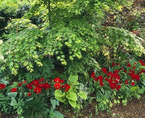 Biosphoto | 754450 | Tulips and Japanese maple on a garden border | &copy; Alexandre Petzold / Biosphoto