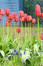 Biosphoto | 523657 | Tulips and muscari in bloom in a garden | &copy; Frédéric Didillon / Biosphoto