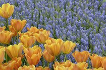 Biosphoto | 550149 | Tulips and muscaris at Floral Park of Keukenhof Netherlands | &copy; Jean-Jacques Alcalay / Biosphoto