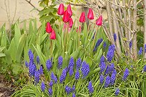 Biosphoto | 147294 | Tulips and Muscaris France | &copy; Thierry Van Baelinghem / Biosphoto