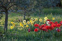 Biosphoto | 892860 | Tulips and narcissus in bloom under an olivetree in a garden | &copy; Philippe Giraud / Biosphoto