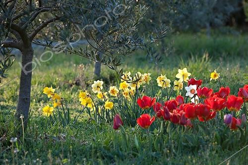 Biosphoto | 892860 | Tulips and narcissus in bloom under an olivetree in a garden | &copy; Philippe Giraud / Biosphoto
