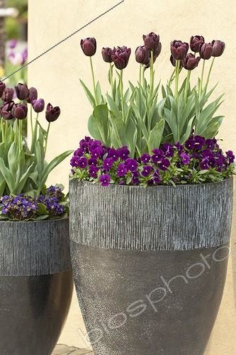 Biosphoto | 1138379 | Tulips and pansies in pot in a garden terrace | &copy; Hervé Lenain / Biosphoto