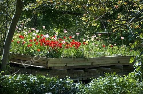 Biosphoto | 853318 | Tulips bloom on the green roof of a garage  | &copy; Alexandre Petzold / Biosphoto