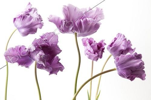 Biosphoto | 1132720 | Tulips 'Blue Parrot' in studio | &copy; Hervé Lenain / Biosphoto