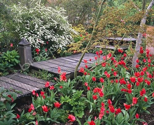 Biosphoto | 754950 | Tulips 'Couronne d'orange' on the side of a path | &copy; Alexandre Petzold / Biosphoto