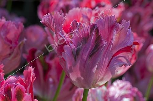 Biosphoto | 1100265 | Tulips 'Fantasy' in bloom in a garden | &copy; Frédéric Didillon / Biosphoto