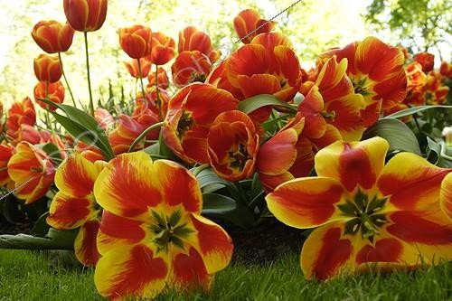 Biosphoto | 545209 | Tulips flowerdbed at Floral Park of Keukenhof Netherlands | &copy; Brigitte Marcon / Biosphoto
