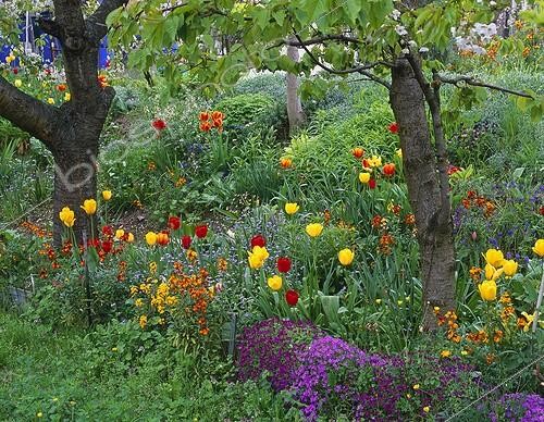 Biosphoto | 948615 | Tulips in bloom in a garden | &copy; Alexandre Petzold / Biosphoto