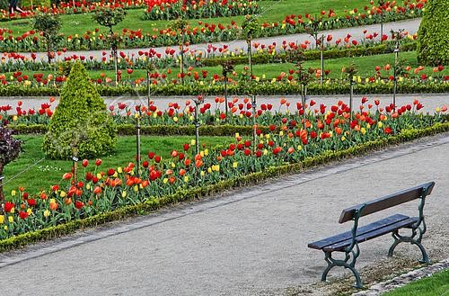 Biosphoto | 2579631 | Tulips in the Jardin des Plantes in springtime, Le Mans, Sarthe, France | &copy; Michel Gile / Biosphoto