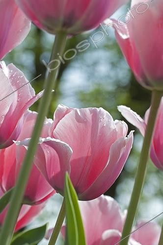 Biosphoto | 1095685 | Tulips 'Salmon Impression' in bloom in a garden | &copy; Frédéric Didillon / Biosphoto