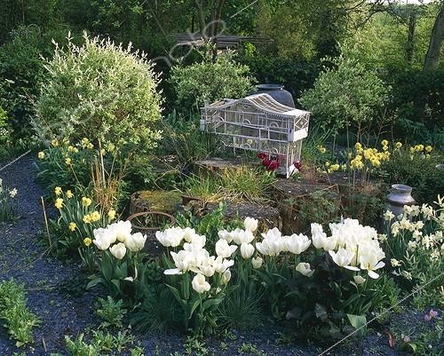 Biosphoto | 754952 | Tulips 'White Dream' and decorative cage | &copy; Alexandre Petzold / Biosphoto