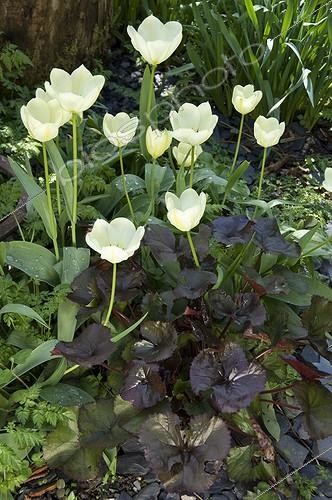 Biosphoto | 828320 | Tulips 'White Dream' and Leopardplant 'Britt-Marie Crawford' | &copy; Alexandre Petzold / Biosphoto
