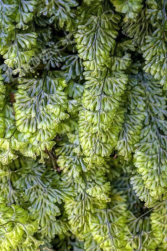 Biosphoto | 2595744 | Tunbridge's filmy fern (Hymenophyllum tunbrigense), a small fern with translucent, fragile-looking fronds containing only a few layers of cells. It can form large colonies on damp siliceous rocks, often among mosses. Galicia - Spain | &copy; Jean-Philippe Delobelle / Biosphoto