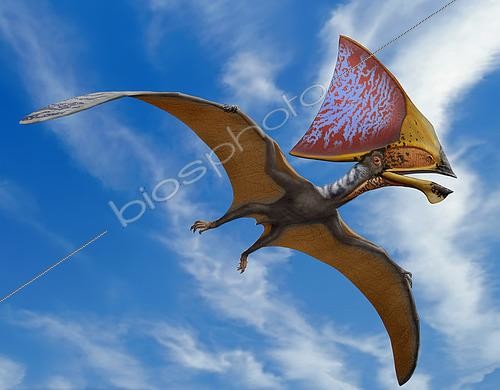 Biosphoto | 2478683 | Tupandactylus imperator, a pterosaur from the Early Cretaceous Crato Formation of Brazil. | &copy; Sergey Krasovskiy / Stocktrek Images / Biosphoto