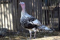 Biosphoto | 2546844 | Turkey (Meleagris gallopavo) in a farm, France | &copy; Eric Guilloret / Biosphoto
