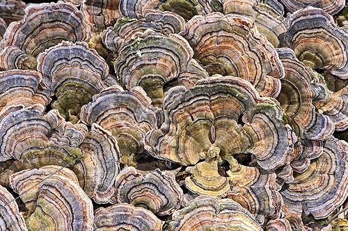 Biosphoto | 1991437 | Turkey tails on a dead trunk - France | &copy; Jean-Philippe Delobelle / Biosphoto